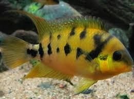 Amatitlania nanolutea