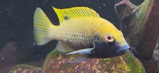 Coptodon kottae