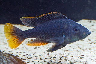 Yssichromis piceatus