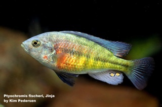 Ptyochromis fischeri 'Jinja'