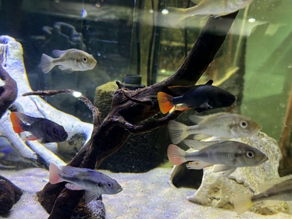 Yssichromis piceatus
