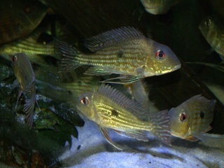 Geophagus dicrozoster WC