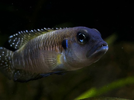 Lamprologus speciosus