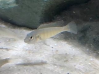 Thoracochromis pharyngalis