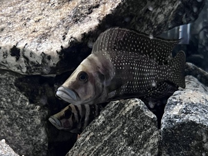 Altolamprologus calvus 'Livua'