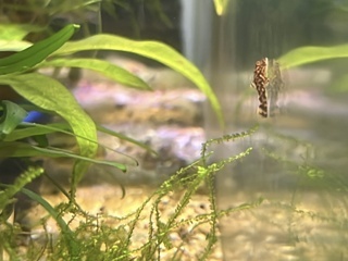 Ancistrus sp. 'Rio Paraguay'