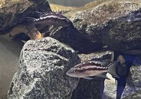 Neolamprologus buescheri