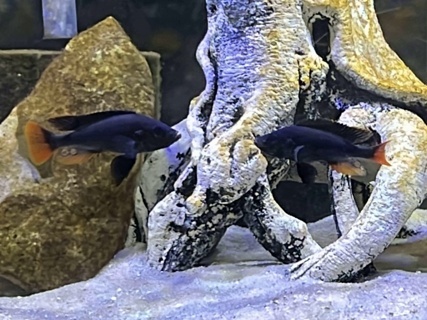 Yssichromis piceatus