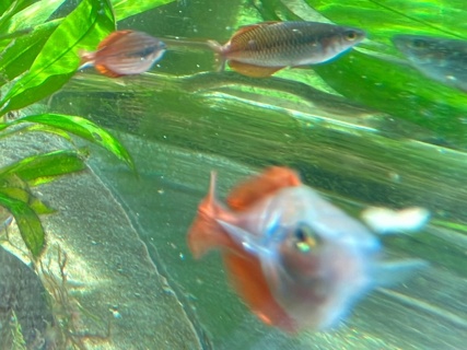 Melanotaenia parva