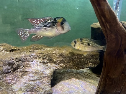 Gymnogeophagus gymnogenys 'Yerbolito'
